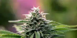 Medical cannabis flower Albania