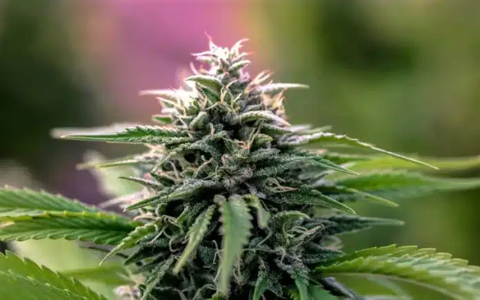 Medical cannabis flower Albania