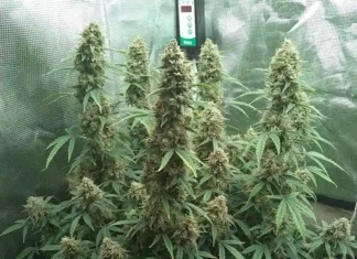 420 Magazine Plant of the Month