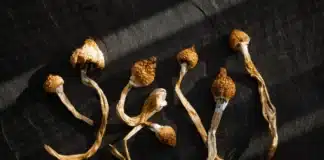 Psilocybin Mushrooms Berkeley