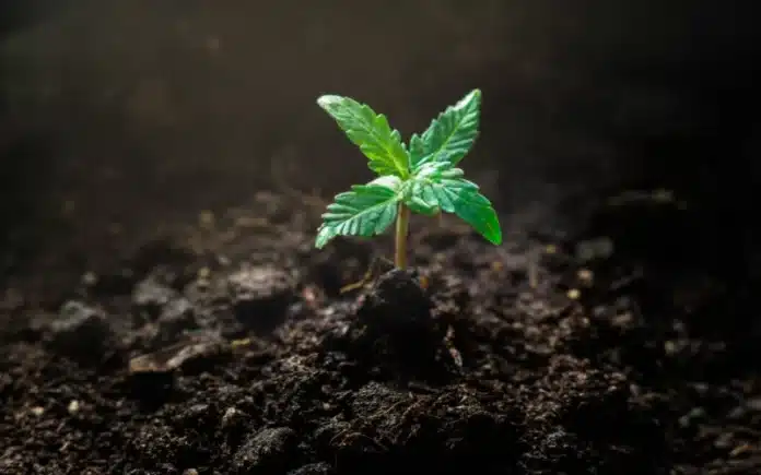 Small cannabis plant Minnesota