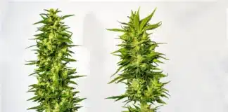 Two cannabis plants Maryland