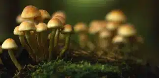 psilocybin mushrooms Mayor Frey