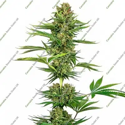 sensi-black-domina-cbd Cannabis Seeds Outlet UK