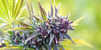 Cannabis flower close-up Ohio