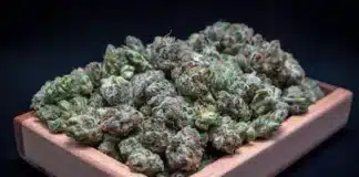 Cannabis nugs Alabama