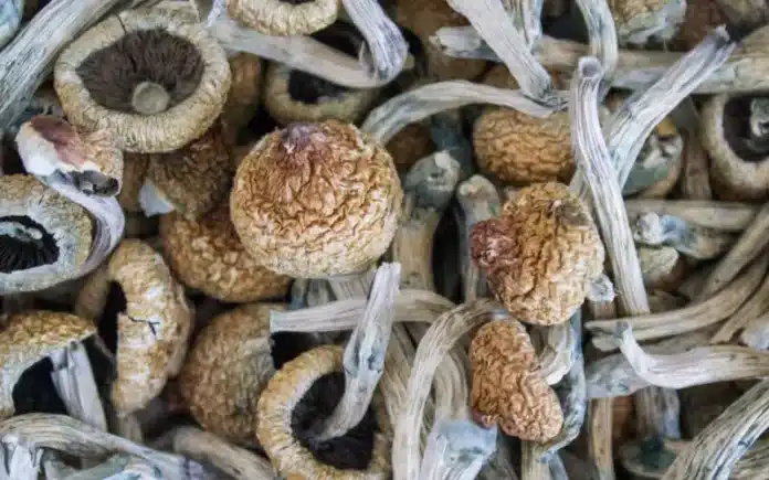 Dried magic mushrooms COMPASS