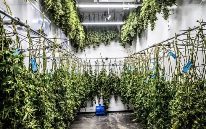 Drying cannabis HHS