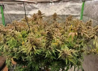 Girl Scout Cookies Plant of the Month