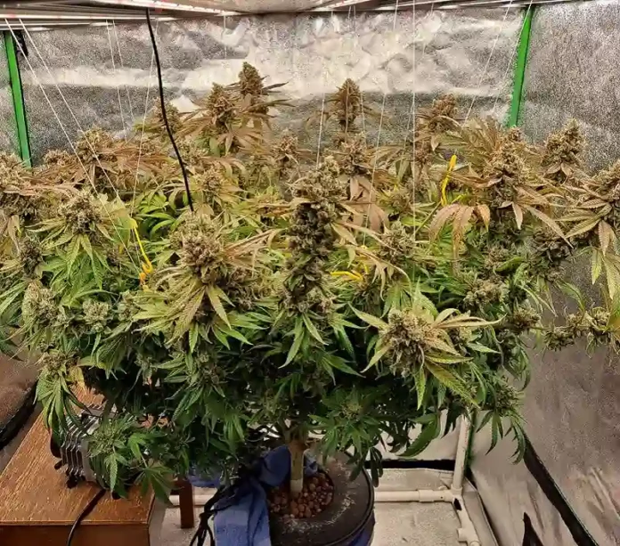 Girl Scout Cookies Plant of the Month