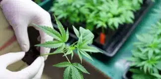 Hand holding young cannabis plant Western Australian