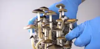 Harvest of mushrooms psilocybin