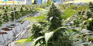 Medical cannabis growing facility in Israel Israel's New Reforms