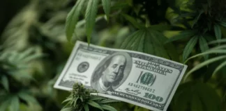100 dollar bill and cannabis plants Cannabis