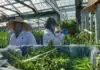 Cannabis farm Santa Barbara