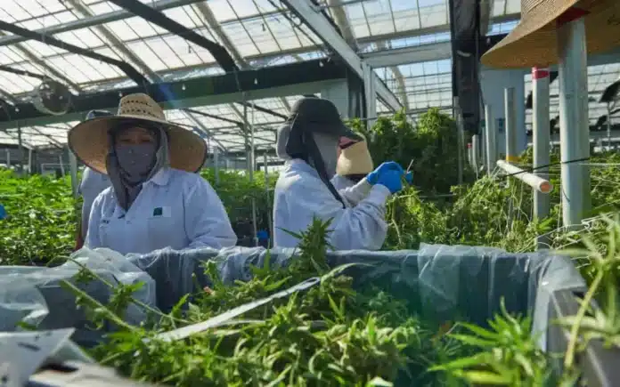 Cannabis farm Santa Barbara