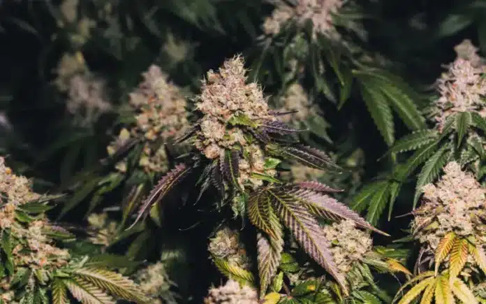 Cannabis flowers marijuana