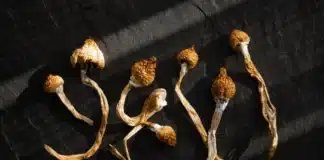 Dried Psilocybin Mushrooms Oregon