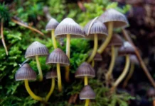 Group of psilocybin mushrooms Oregon