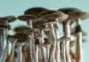 Magic mushrooms Plant-Based Psychedelics