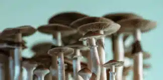 Magic mushrooms Plant-Based Psychedelics