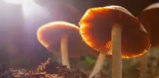 Mushrooms containing psilocybin depression