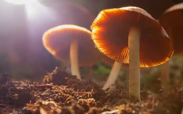 Mushrooms containing psilocybin depression