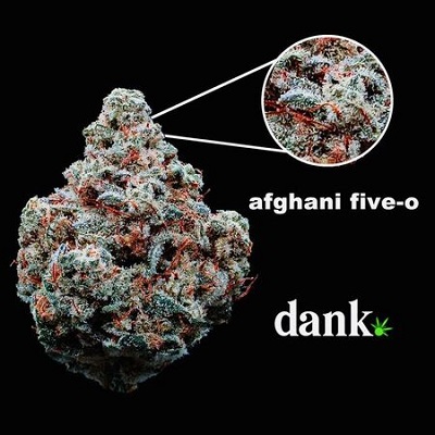 afghani-five-o-dank-seeds Dank Seeds
