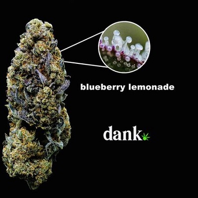 blueberry-lemonade-2 Dank Seeds