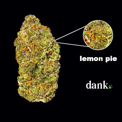 lemon-pie Dank Seeds