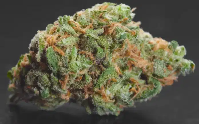 Cannabis nug close-up voting