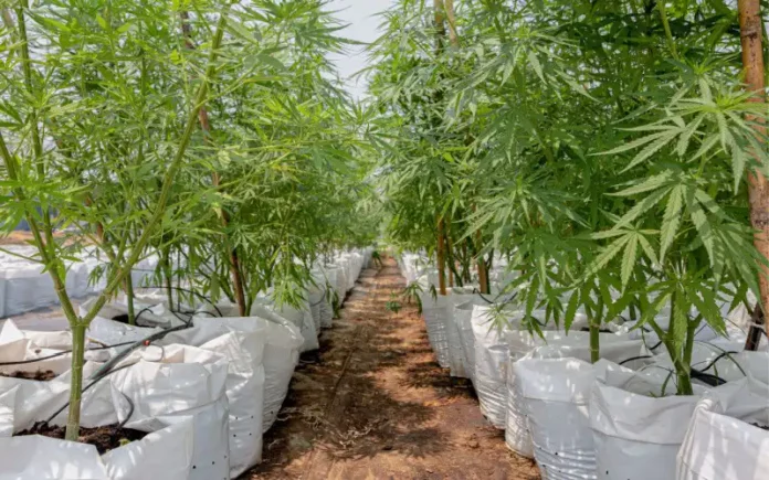 Cannabis plants growing outdoors Missouri growers