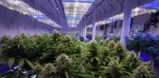 Indoor cannabis cultivation state-backed loan