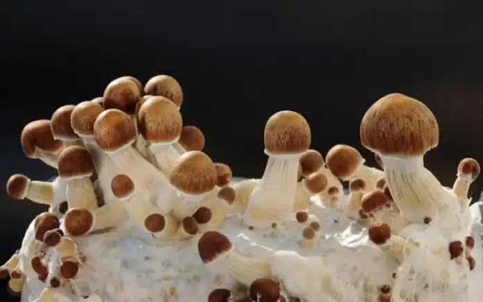 psilocybin mushrooms psilocybin