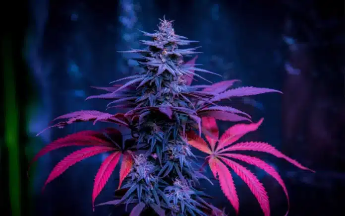 Cannabis flower indoors Florida Supreme Court