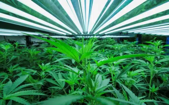 Cannabis growing indoors San Jose