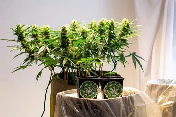 Grow Journal of the Month October 2023