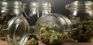 Jars of cannabis Indiana