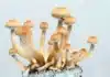 Magic Mushrooms mushroom