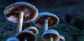 Mushrooms containing psilocybin bill