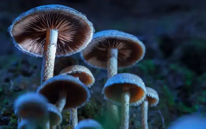 Mushrooms containing psilocybin bill