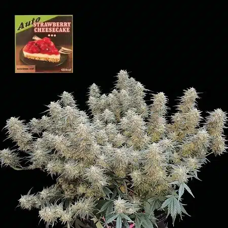 Strawberry Cheesecake Seedsman