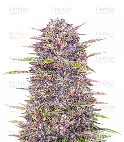 banana-purple-punch-auto-strain.jpg__PZSLxdMU369zTboi Herbies