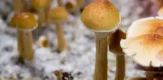psilocybin mushrooms psilocybin trial