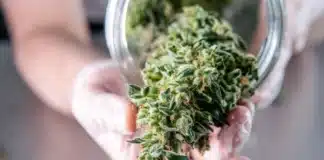 Cannabis bud and jar MI