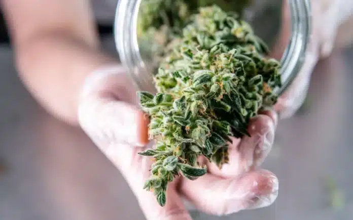 Cannabis bud and jar MI