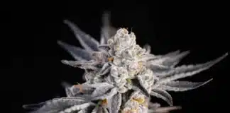 Cannabis flower PA