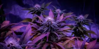 Cannabis flowers indoors Ohio Senate