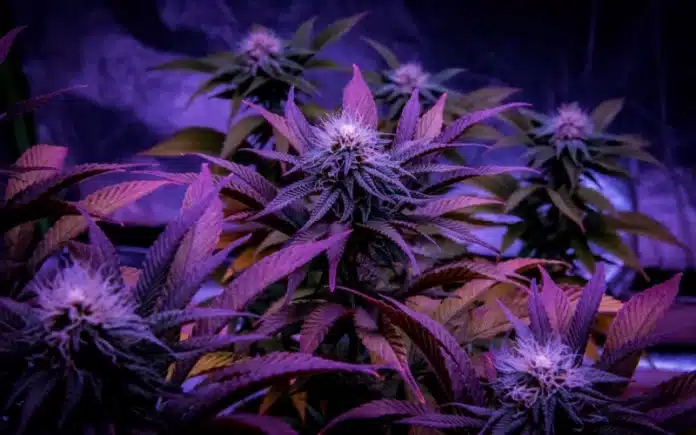 Cannabis flowers indoors Ohio Senate
