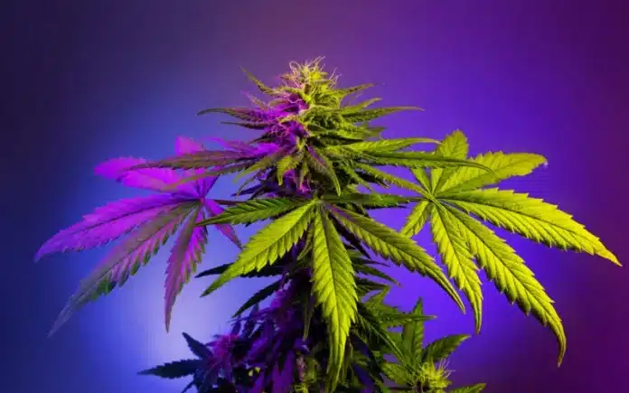 Flowering cannabis plant Recreational Marijuana